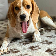 Tyna a rejoint le concours — aidez-le/la à gagner de superbes lots ! dog, beagle, pet, canine, animal, portrait, tongue, floppy_ears, brown_and_white, lying_down, indoors, blanket, carpet, home, close_up, happy, playful, long_ears, paw, photography