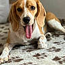 dog, beagle, pet, canine, animal, portrait, tongue, floppy_ears, brown_and_white, lying_down, indoors, blanket, carpet, home, close_up, happy, playful, long_ears, paw, photography