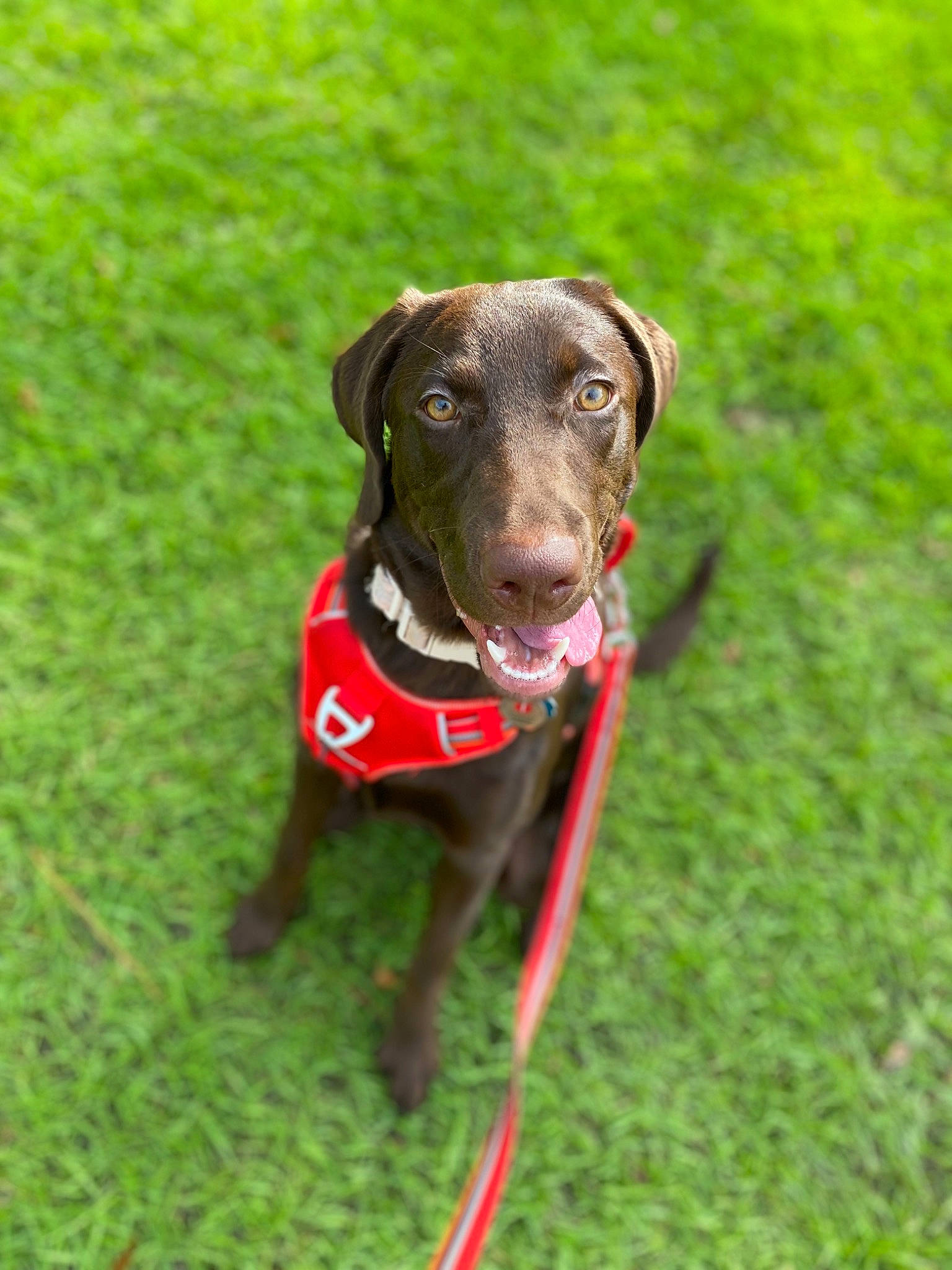 Hershe is registered to the contest to win money with this photo: borador, canidae, carnivore, collar, companion_dog, dog, dog_breed, dog_collar, dog_supply, fashion_accessory, grass, gun_dog, leash, liver, pet_supply, plant, snout, sporting_group, terrestrial_animal, working_animal