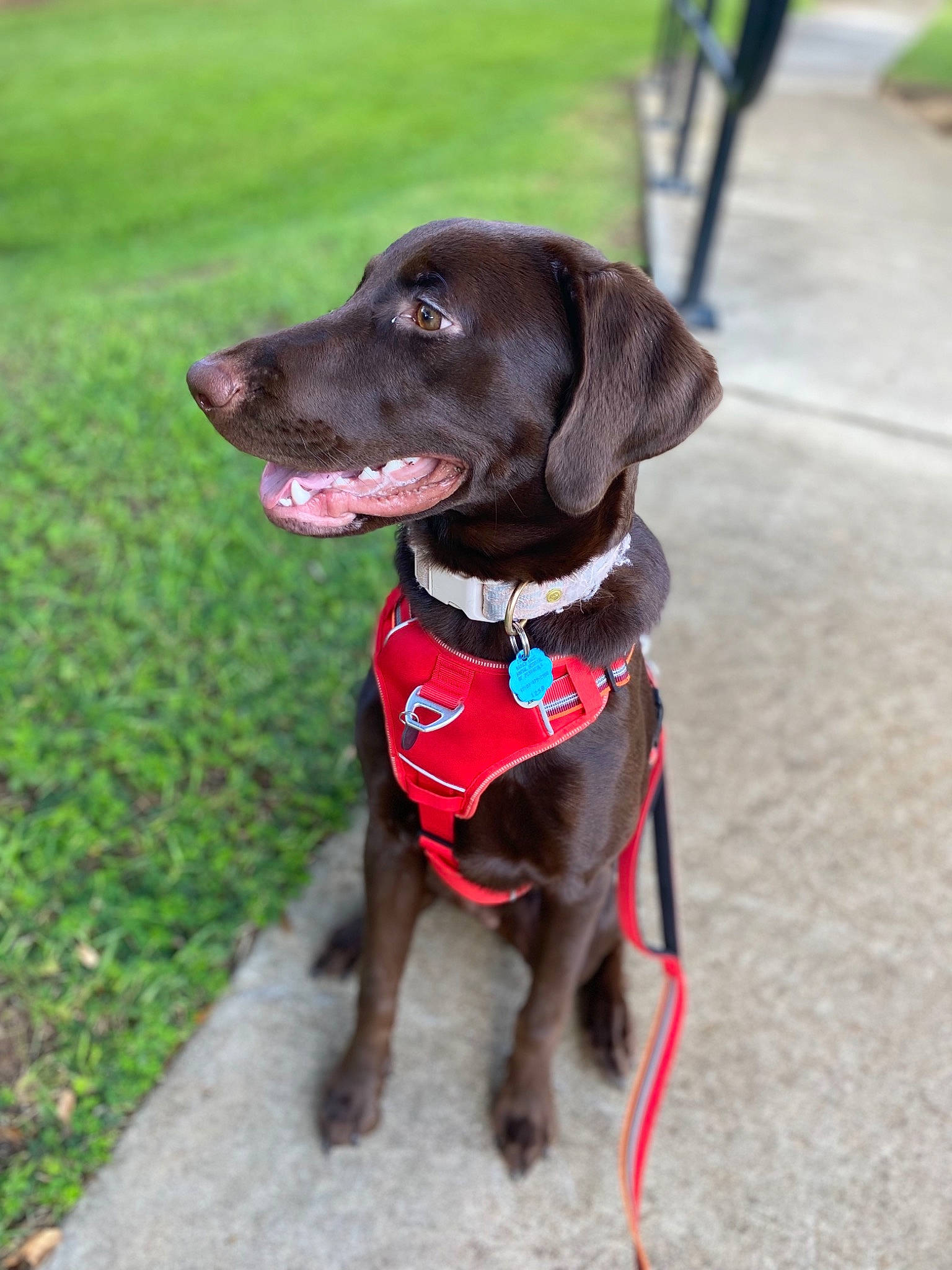 Hershe is registered to the contest to win money with this photo: borador, canidae, carnivore, collar, companion_dog, dog, dog_breed, dog_collar, dog_supply, fashion_accessory, fawn, green, gun_dog, leash, liver, pet_supply, snout, sporting_group, tail, working_animal