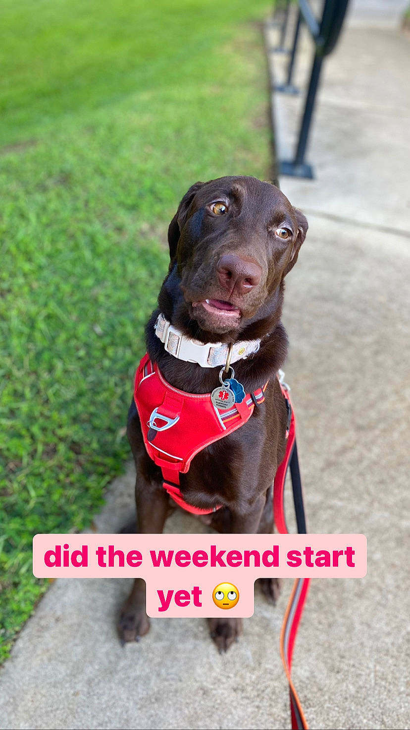 Hershe is registered to the contest to win money with this photo: borador, canidae, carnivore, collar, companion_dog, dog, dog_breed, dog_collar, dog_supply, fashion_accessory, grass, gun_dog, hunting_dog, leash, liver, pet_supply, snout, sporting_group, working_animal