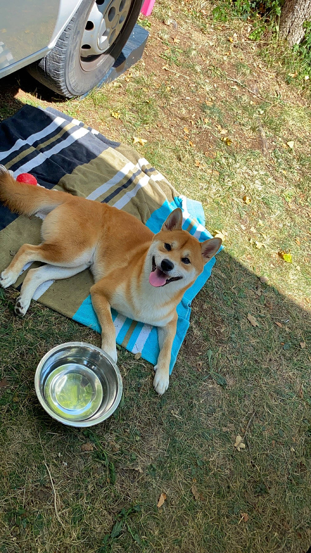 Togo a rejoint le concours — aidez-le/la à gagner de superbes lots ! asphalt, canidae, carnivore, chair, companion_dog, dog, dog_breed, dog_supply, fawn, german_spitz_mittel, grass, non_sporting_group, puppy, road_surface, spitz, sporting_group, tail, toy_dog, working_animal, working_dog