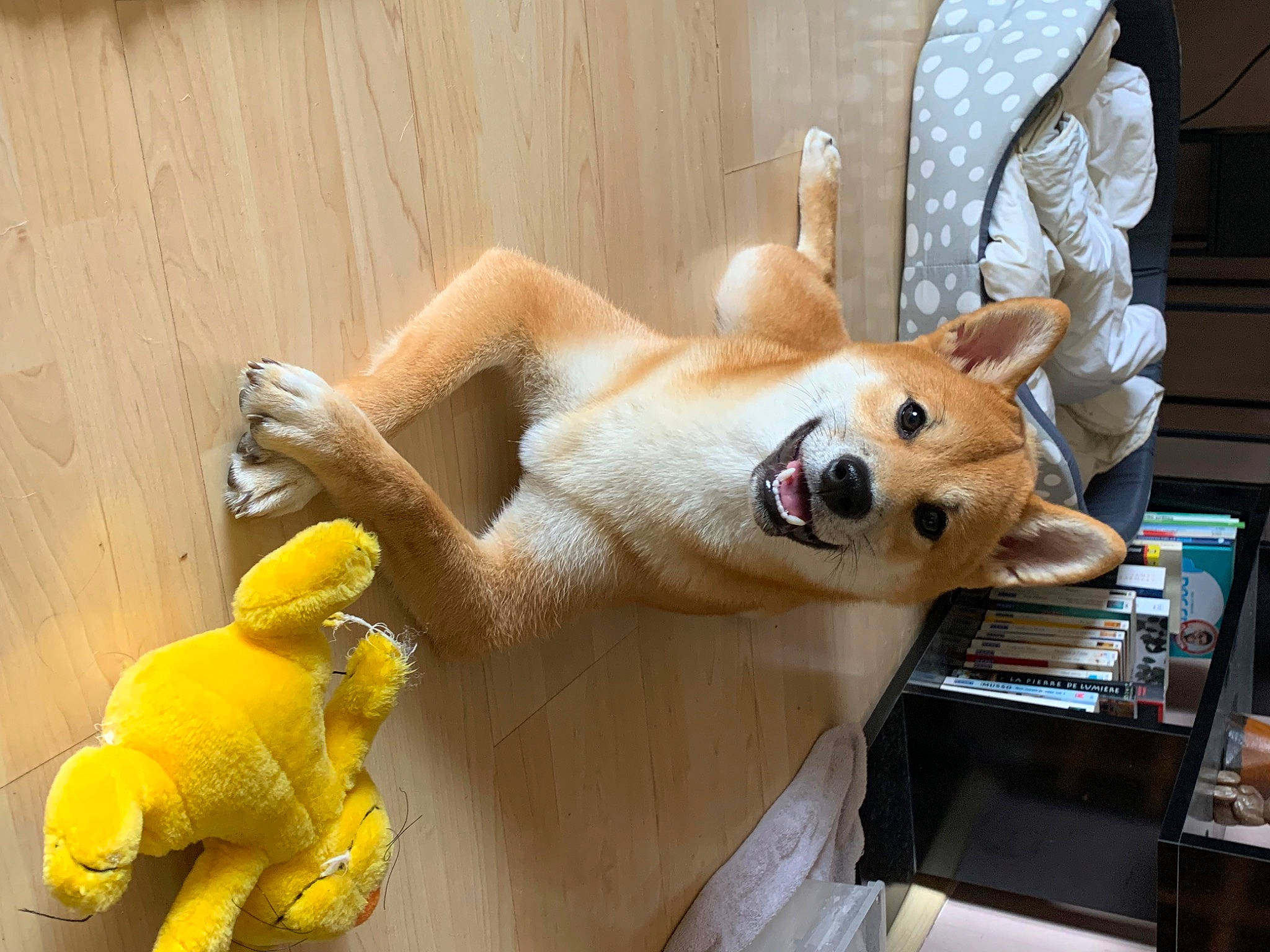 Togo participe au concours pour gagner de l'argent avec cette photo : canidae, carnivore, companion_dog, desk, dog, dog_breed, fawn, felidae, fur, plush, room, snout, spitz, stuffed_toy, table, tail, toy, whiskers, window, wood