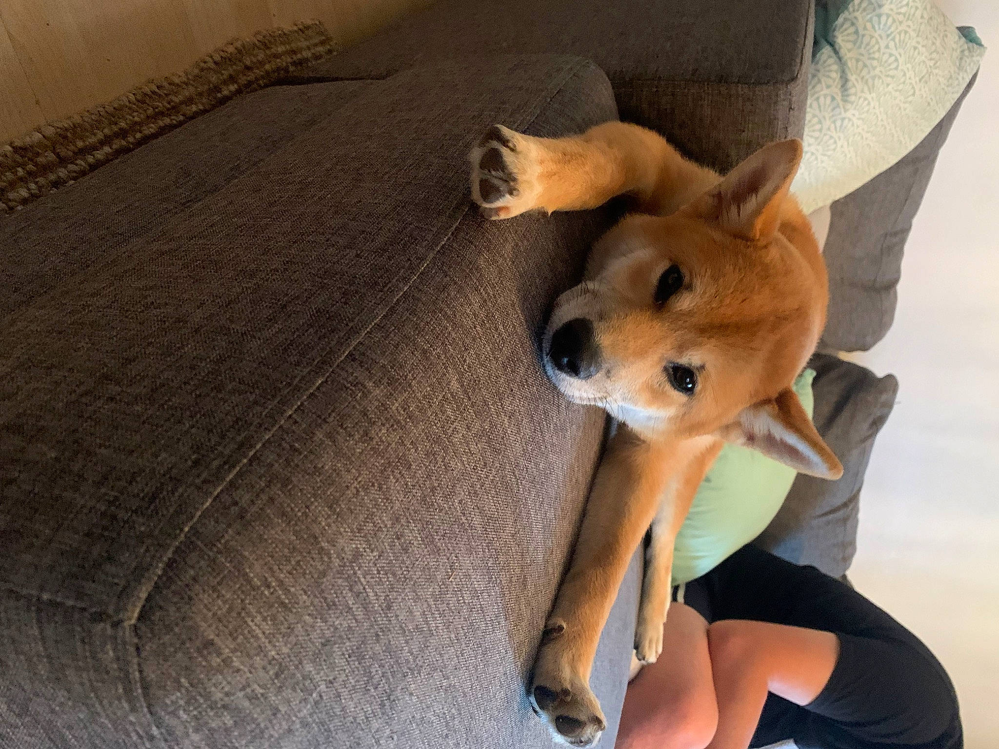 Togo participe au concours pour gagner de l'argent avec cette photo : canidae, carnivore, comfort, companion_dog, dog, dog_breed, fawn, flooring, fur, human_leg, snout, spitz, sporting_group, stuffed_toy, tail, thigh, toy, toy_dog, wood, working_animal