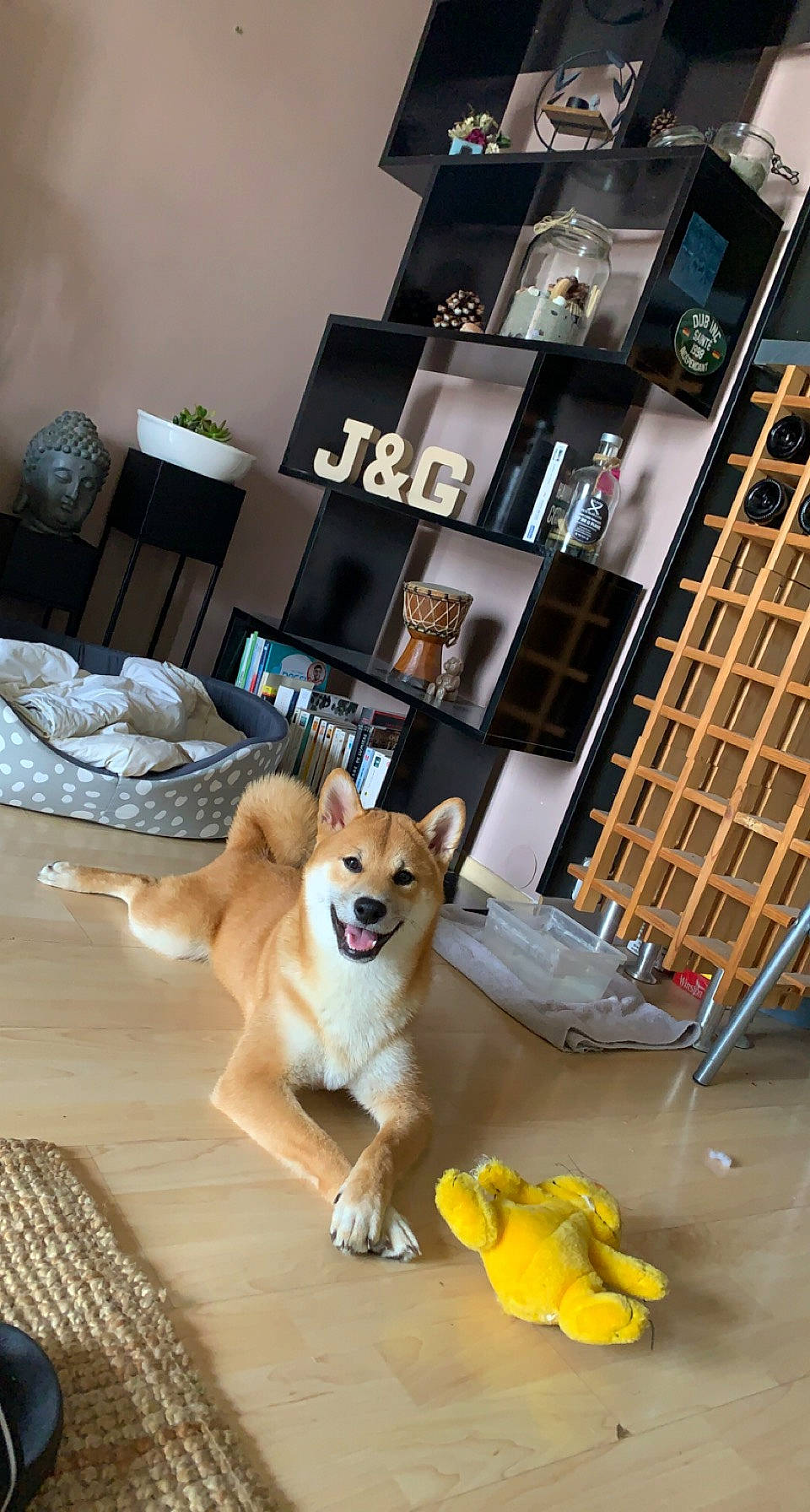 Togo a rejoint le concours — aidez-le/la à gagner de superbes lots ! canidae, carnivore, chair, companion_dog, dog, dog_breed, door, fawn, floor, flooring, hardwood, house, interior_design, room, sporting_group, table, tail, window, wood, wood_flooring