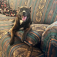 Castiel is registered to the contest to win money with this photo: dog, black_dog, couch, indoor, pet, happy, smiling, animal, canine, furniture, blanket, relaxed, tongue_out, paw, home, comfort, patterned_fabric, resting, looking_at_camera, cute