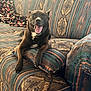dog, black_dog, couch, indoor, pet, happy, smiling, animal, canine, furniture, blanket, relaxed, tongue_out, paw, home, comfort, patterned_fabric, resting, looking_at_camera, cute