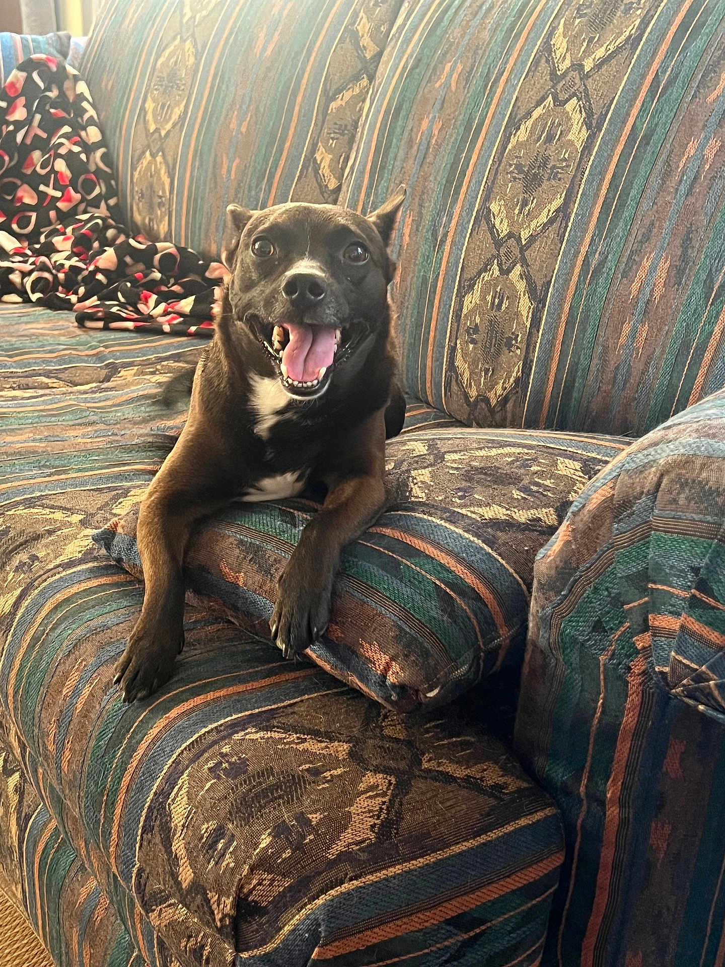 Castiel is registered to the contest to win money with this photo: dog, black_dog, couch, indoor, pet, happy, smiling, animal, canine, furniture, blanket, relaxed, tongue_out, paw, home, comfort, patterned_fabric, resting, looking_at_camera, cute