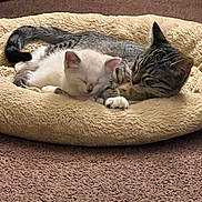 Wizzer Moon Cat Nap joined the competition — help win amazing prizes! cat, kitten, sleeping, pet_bed, cozy, indoor, carpet, feline, white_cat, striped_cat, resting, cute, animal, domestic_cat, fur, snuggling, companion, relaxation, soft, peaceful