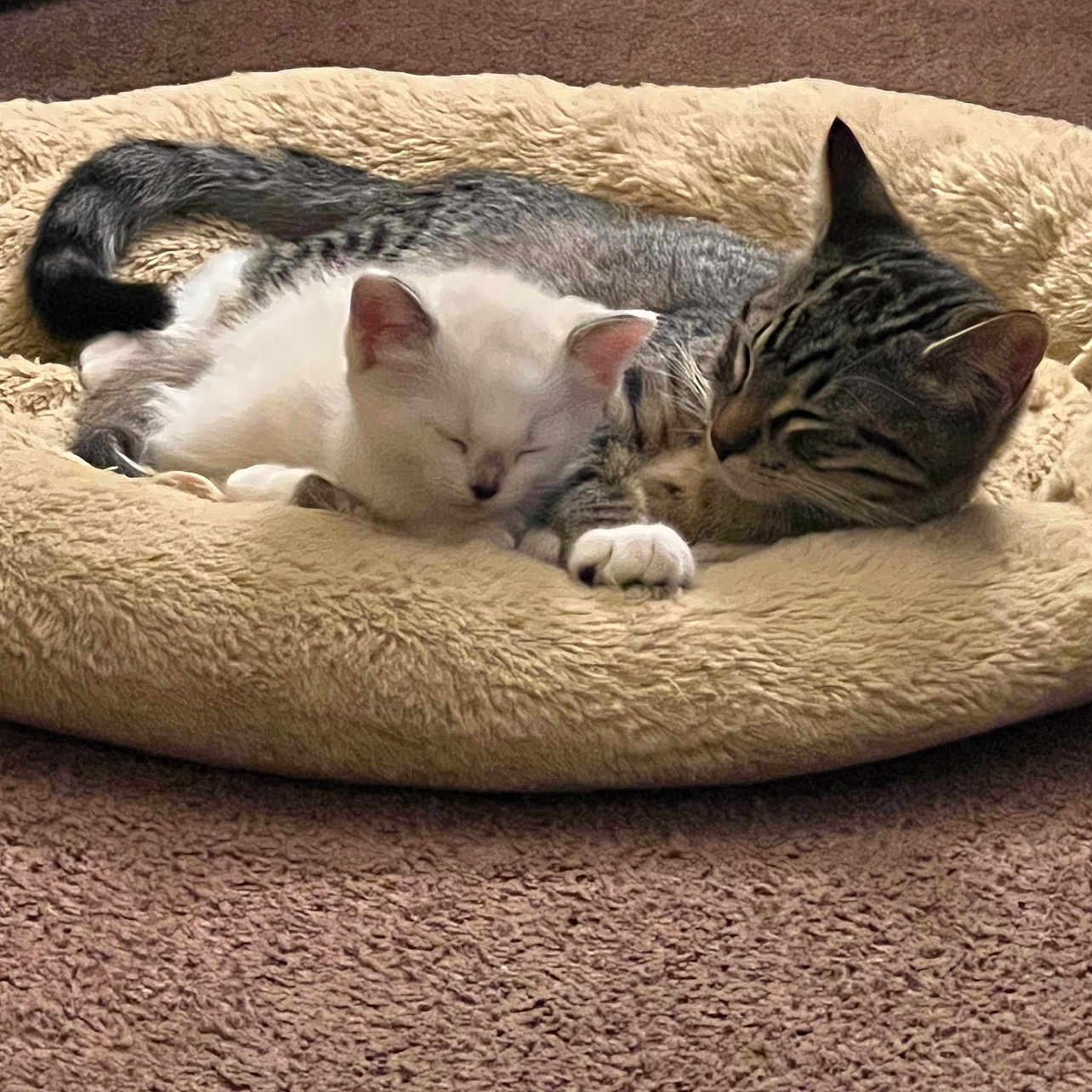 Wizzer Moon Cat Nap joined the competition — help win amazing prizes! animal, carpet, cat, companion, cozy, cute, domestic_cat, feline, fur, indoor, kitten, peaceful, pet_bed, relaxation, resting, sleeping, snuggling, soft, striped_cat, white_cat