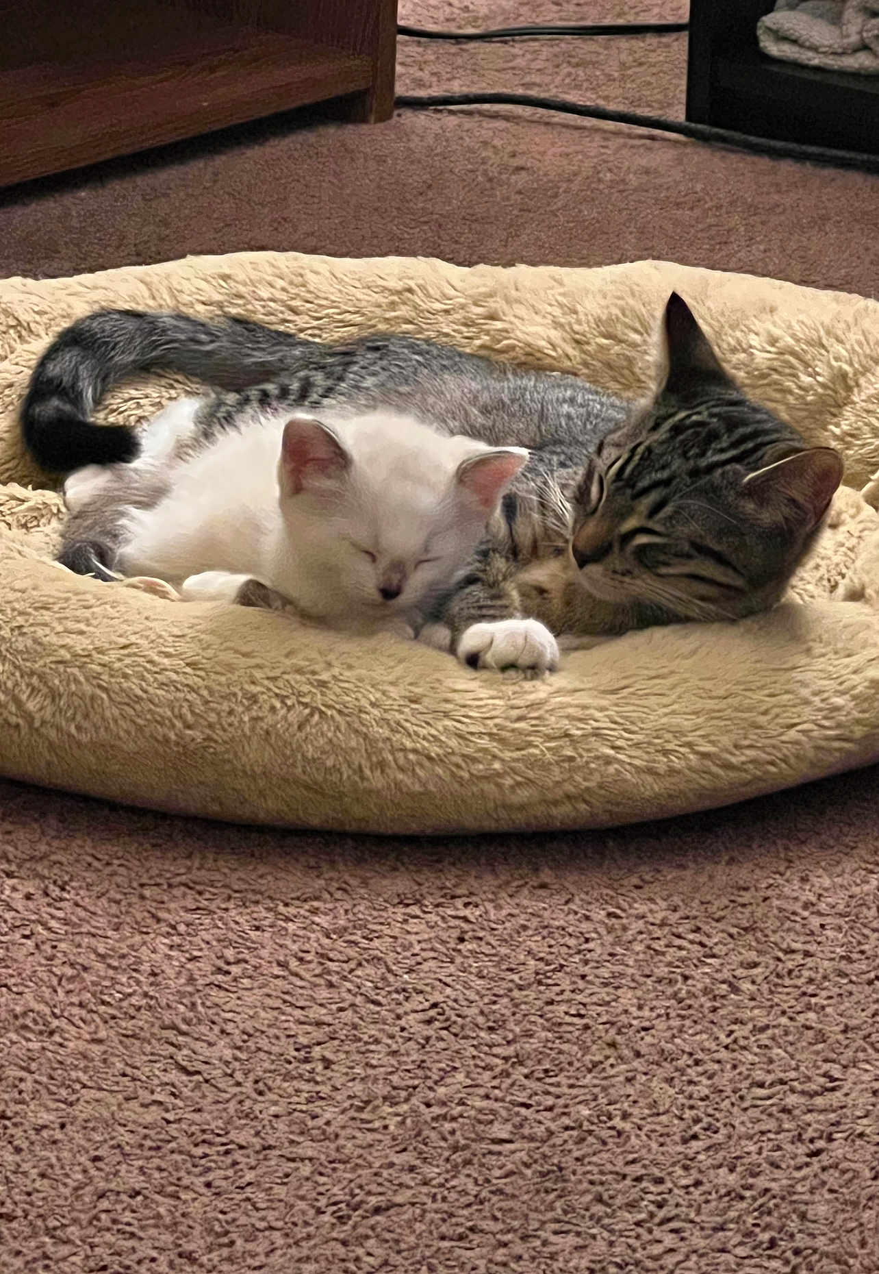 Wizzer Moon Cat Nap joined the competition — help win amazing prizes! cat, kitten, sleeping, pet_bed, cozy, indoor, carpet, feline, white_cat, striped_cat, resting, cute, animal, domestic_cat, fur, snuggling, companion, relaxation, soft, peaceful