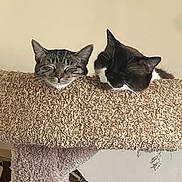Saturn And Shiki is registered to the contest to win money with this photo: animal_face, cat, cat_tree, closeup, companions, cozy, cute, domestic_animal, feline, fur, home, indoor, pair, pet, quiet, relaxation, resting, sleeping, two_animals, whiskers