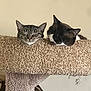 animal_face, cat, cat_tree, closeup, companions, cozy, cute, domestic_animal, feline, fur, home, indoor, pair, pet, quiet, relaxation, resting, sleeping, two_animals, whiskers