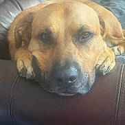 Yogibear joined the competition — help win amazing prizes! dog, brown_dog, resting, close_up, leather_couch, paws, head, indoor, relaxed, sleepy, pet, animal, fur, snout, ears, nosedetail, comfortable, home, canine, portrait
