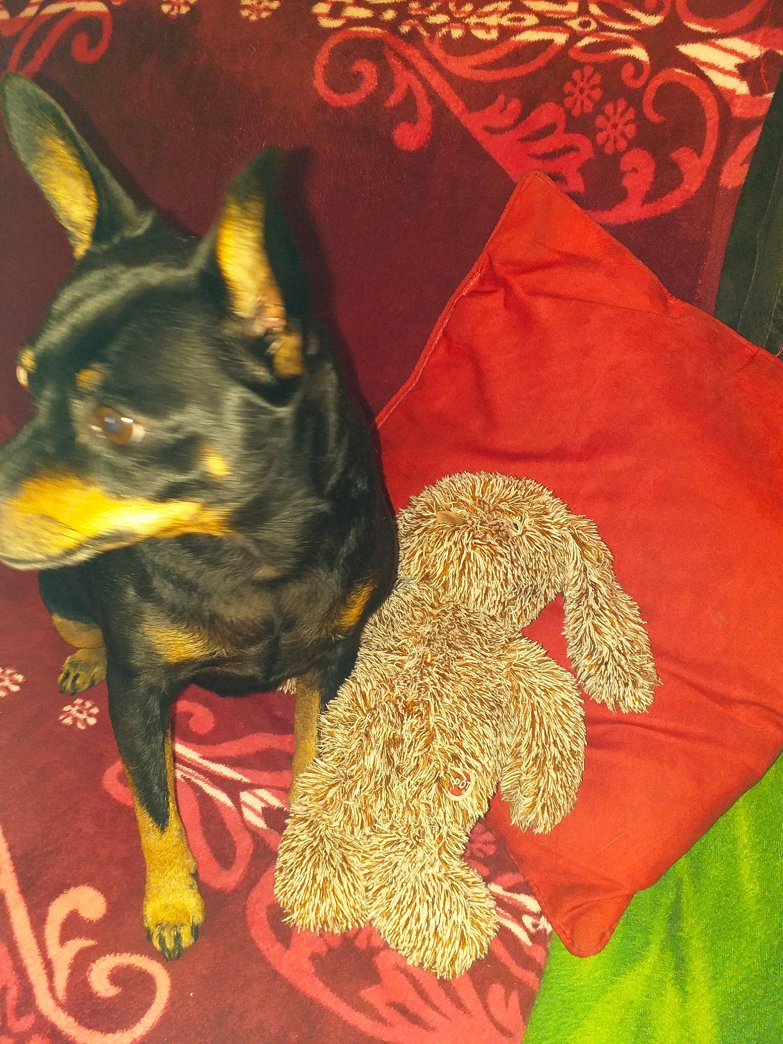 Hasko participe au concours pour gagner de l'argent avec cette photo : australian_kelpie, canidae, carnivore, dog, dog_breed, dog_clothes, english_toy_terrier, german_pinscher, miniature_pinscher, pinscher, prazsky_krysarik, russkiy_toy, toy_dog