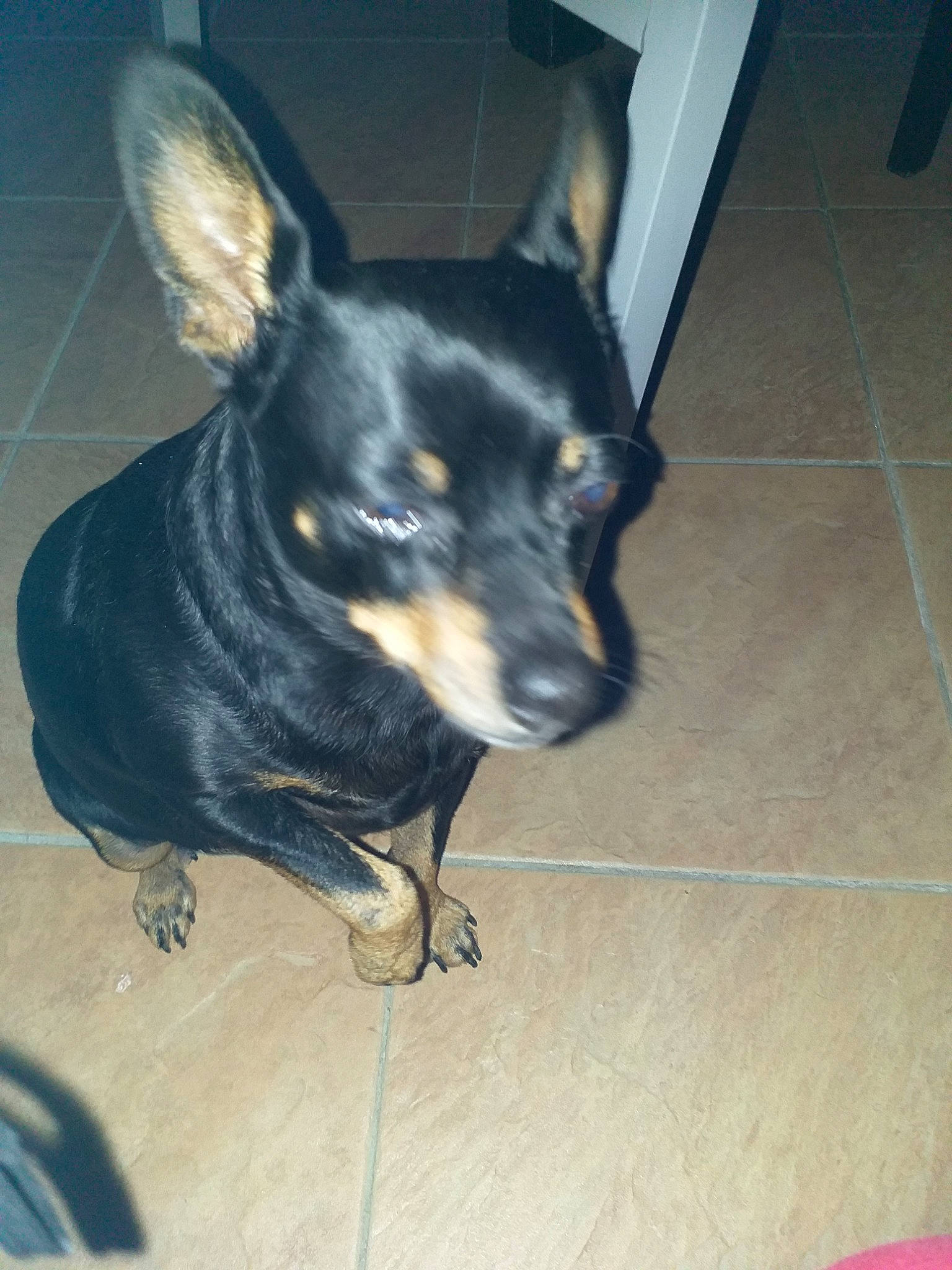 Hasko participe au concours pour gagner de l'argent avec cette photo : canidae, carnivore, dog, dog_breed, english_toy_terrier, german_pinscher, guard_dog, lancashire_heeler, mammal, manchester_terrier, miniature_pinscher, pinscher, prazsky_krysarik, snout, teddy_roosevelt_terrier, toy_dog, toy_manchester_terrier, vertebrate