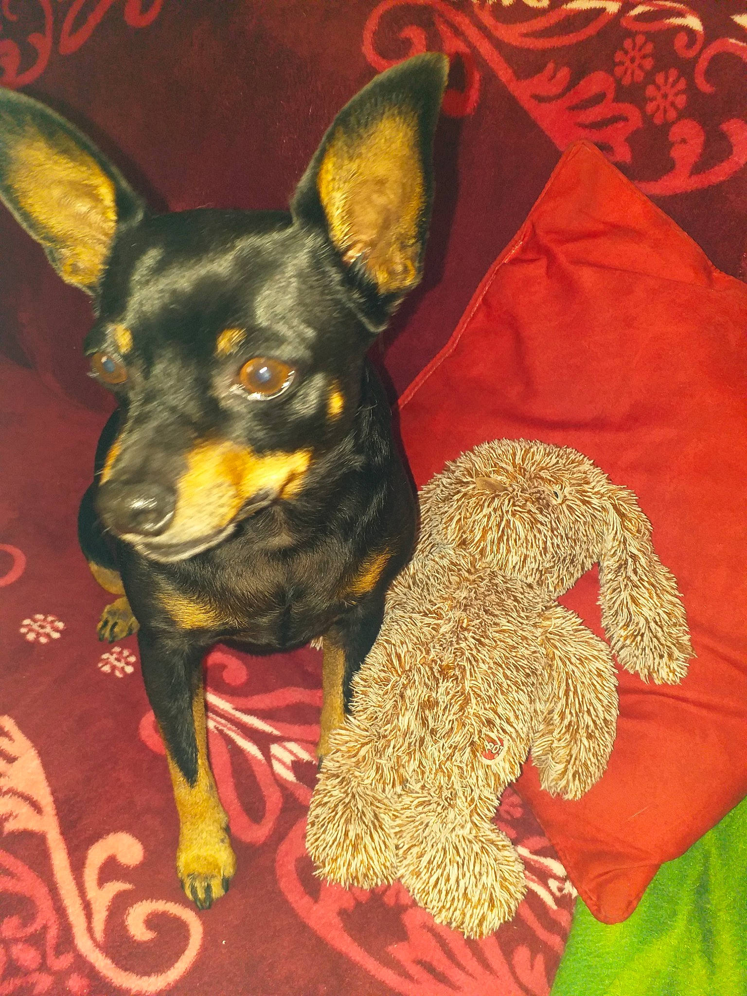 Hasko a rejoint le concours — aidez-le/la à gagner de superbes lots ! art, canidae, carnivore, dog, dog_breed, english_toy_terrier, german_pinscher, mammal, manchester_terrier, miniature_pinscher, non_sporting_group, pinscher, prazsky_krysarik, rat_terrier, russkiy_toy, teddy_roosevelt_terrier, toy_dog, toy_manchester_terrier, vertebrate