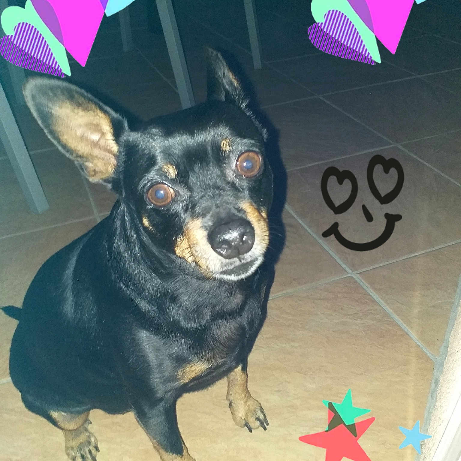 Hasko participe au concours pour gagner de l'argent avec cette photo : art, australian_kelpie, canidae, carnivore, dog, dog_breed, illustration, miniature_pinscher, toy_dog