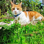 Miel a rejoint le concours — aidez-le/la à gagner de superbes lots ! cat, orange_and_white_cat, collar, grass, plants, wooden_plank, outdoor, garden, sunlight, blue_sky, nature, relaxing, pet, animal, feline, greenery, summer, daylight, flora, peaceful