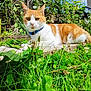 cat, orange_and_white_cat, collar, grass, plants, wooden_plank, outdoor, garden, sunlight, blue_sky, nature, relaxing, pet, animal, feline, greenery, summer, daylight, flora, peaceful
