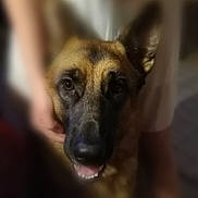 Norka participe au concours pour gagner de l'argent avec cette photo : carnivoran, dog, dog_breed, dog_breed_group, dog_like_mammal, german_shepherd_dog, kunming_wolfdog, puppy, snout, whiskers