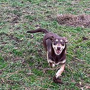 Lilith joined the competition — help win amazing prizes! dog, outdoor, grass, running, animal, pet, nature, playful, brown_dog, blue_eyes, happy, canine, field, grassland, daylight, energetic, fur, tail, ground, smiling