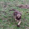dog, outdoor, grass, running, animal, pet, nature, playful, brown_dog, blue_eyes, happy, canine, field, grassland, daylight, energetic, fur, tail, ground, smiling