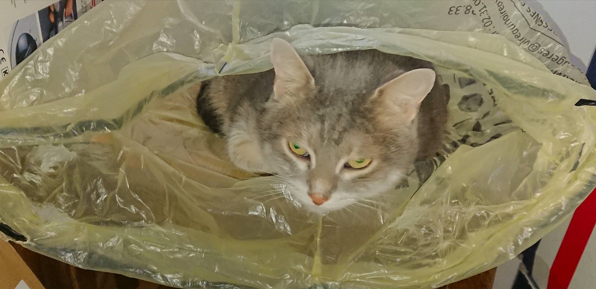 Muffin participe au concours pour gagner de l'argent avec cette photo : carnivore, cat, cat_toy, domestic_short_haired_cat, event, fawn, felidae, fur, small_to_medium_sized_cats, snout, whiskers