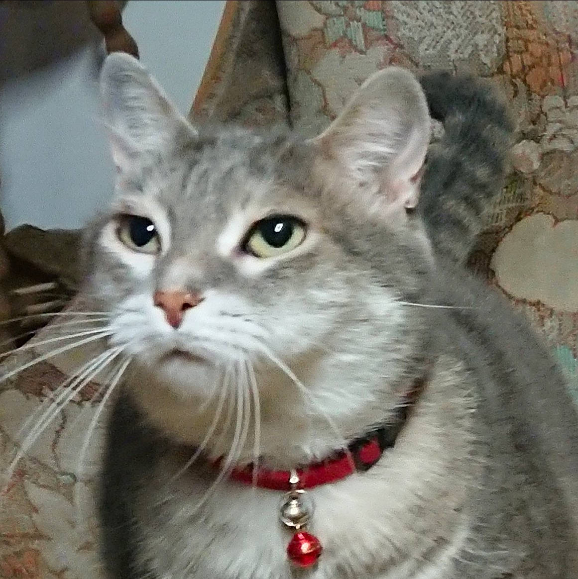 Muffin a rejoint le concours — aidez-le/la à gagner de superbes lots ! carnivore, cat, cat_supply, collar, domestic_short_haired_cat, event, felidae, fur, paw, pet_supply, small_to_medium_sized_cats, snout, whiskers, window