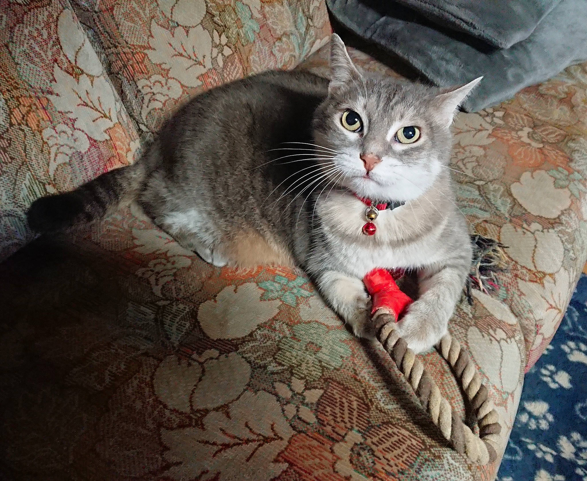 Muffin a rejoint le concours — aidez-le/la à gagner de superbes lots ! carnivore, cat, cat_supply, comfort, domestic_short_haired_cat, felidae, flooring, fur, grey, pattern, paw, sitting, small_to_medium_sized_cats, snout, tail, whiskers