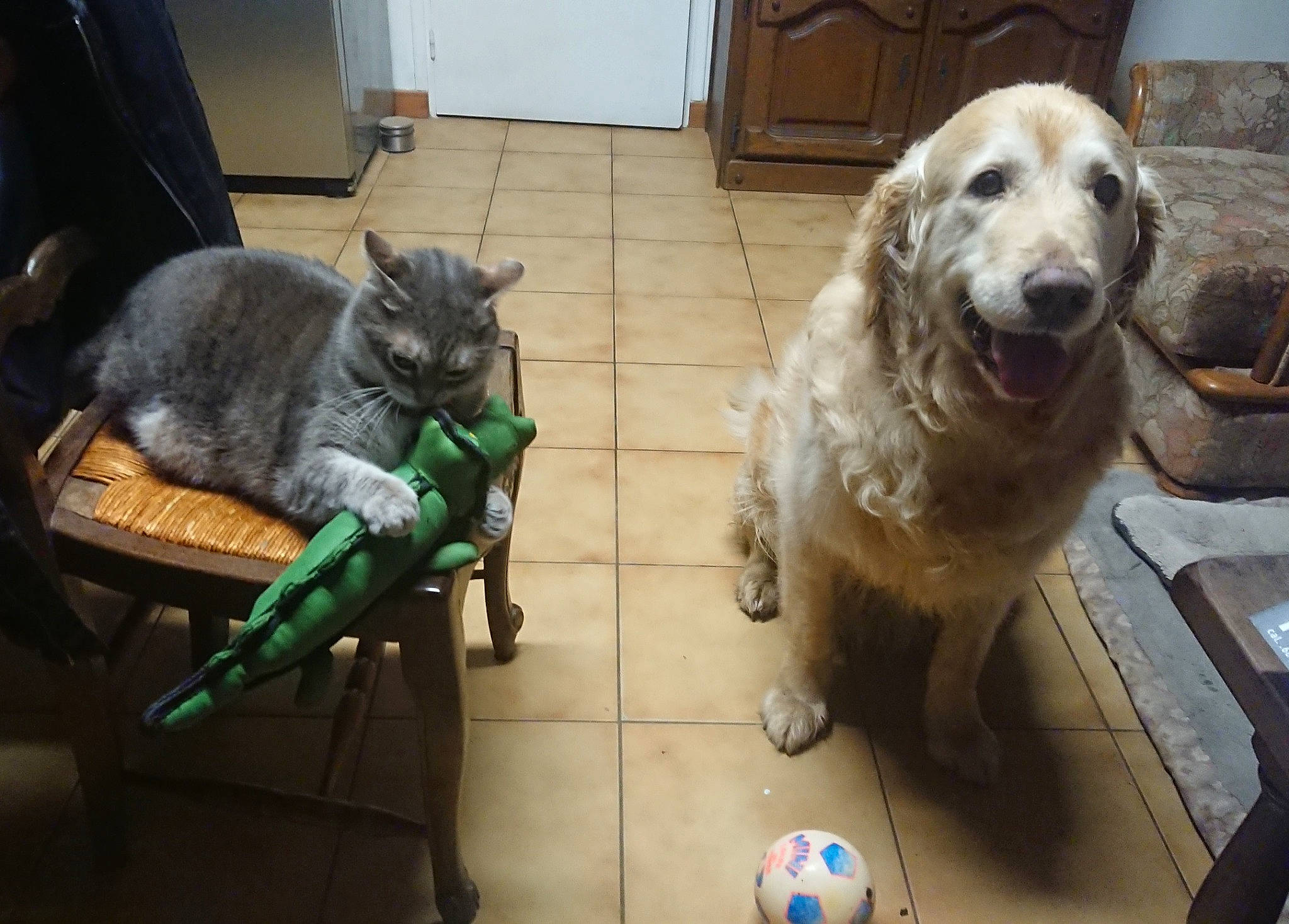 Muffin a rejoint le concours — aidez-le/la à gagner de superbes lots ! canidae, carnivore, cat, companion_dog, dog, dog_breed, domestic_short_haired_cat, felidae, flooring, fur, garden_hose, hardwood, small_to_medium_sized_cats, tail, whiskers, working_animal