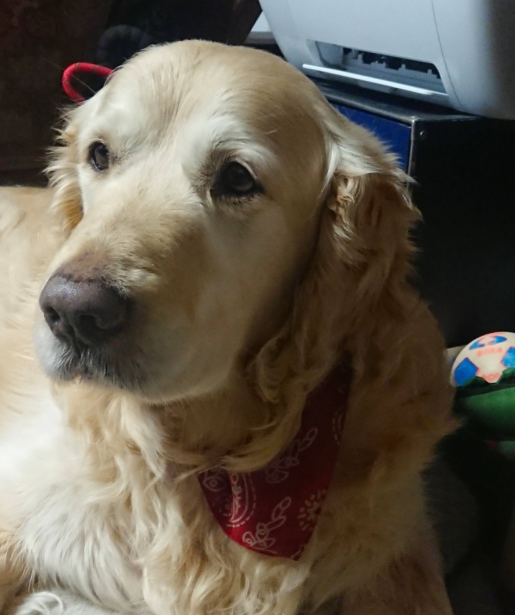 Jango a rejoint le concours — aidez-le/la à gagner de superbes lots ! ball, canidae, carnivore, cocker_spaniel, collar, companion_dog, computer_keyboard, dog, dog_breed, dog_collar, ear, fawn, fur, home_appliance, liver, pet_supply, snout, sporting_group, whiskers, working_animal