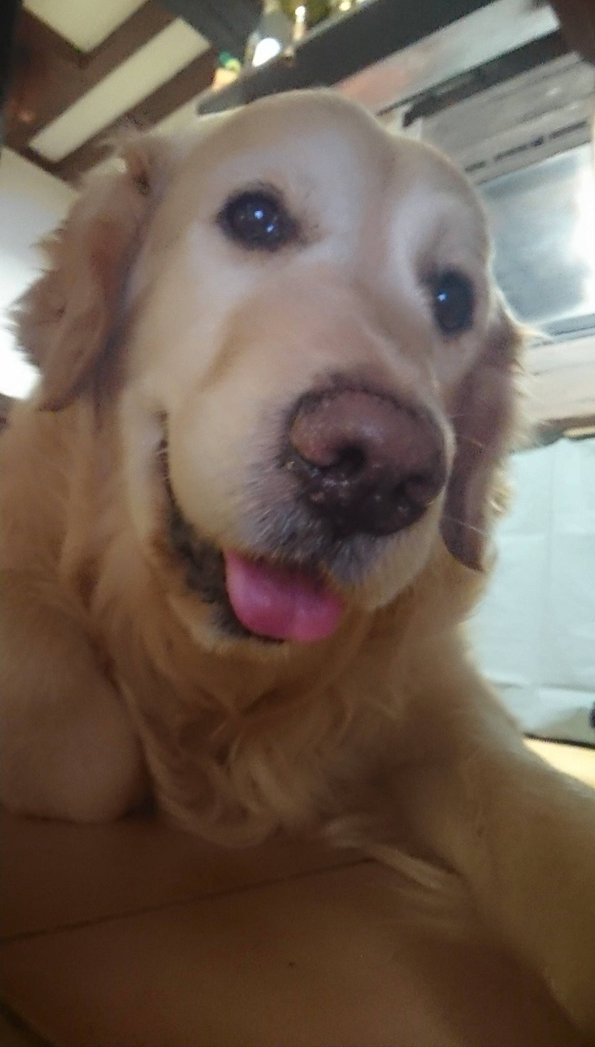 Jango a rejoint le concours — aidez-le/la à gagner de superbes lots ! carnivore, companion_dog, dog, dog_breed, dog_collar, ear, eye, fang, fawn, flooring, fur, happy, jaw, retriever, selfie, smile, snout, sporting_group, whiskers, working_animal