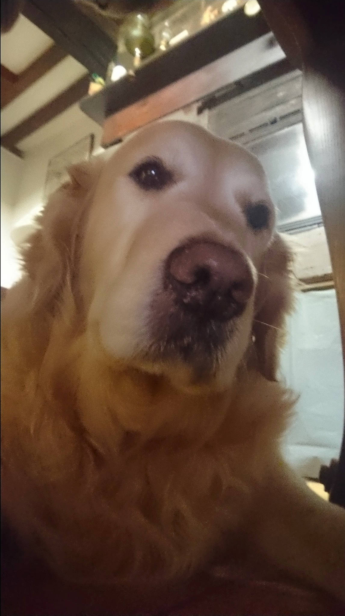 Jango a rejoint le concours — aidez-le/la à gagner de superbes lots ! canidae, carnivore, companion_dog, dog, dog_breed, ear, fang, fawn, fur, happy, jaw, kuvasz, pet_supply, snout, sporting_group, whiskers, working_animal, working_dog