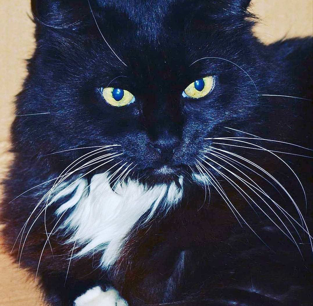 Chocolat participe au concours pour gagner de l'argent avec cette photo : black_cat, carnivore, cat, claw, domestic_short_haired_cat, electric_blue, eye, felidae, fur, mammal, paw, small_to_medium_sized_cats, snout, tail, terrestrial_animal, whiskers, window