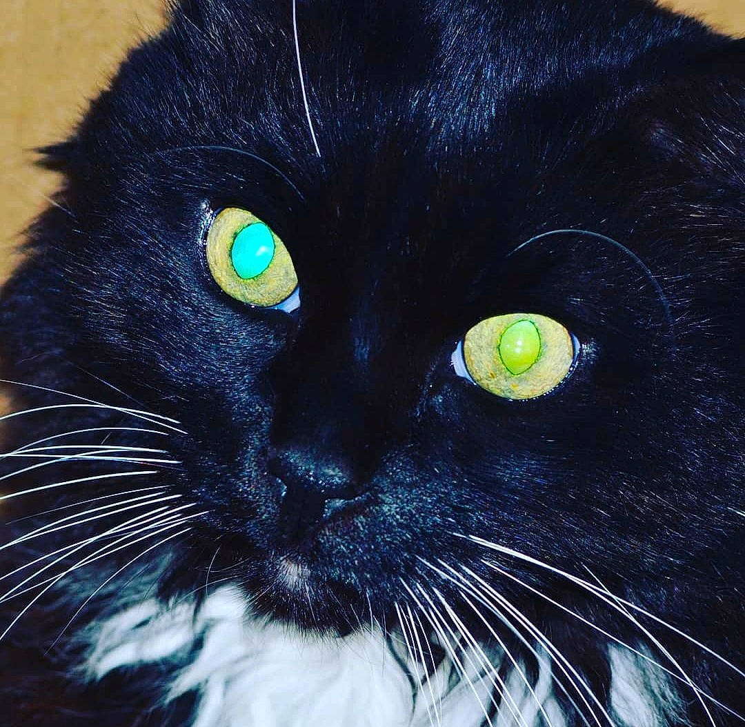 Chocolat a rejoint le concours — aidez-le/la à gagner de superbes lots ! art, black_cat, bombay, carnivore, cat, close_up, domestic_short_haired_cat, electric_blue, eye, felidae, fur, hair, head, iris, pattern, small_to_medium_sized_cats, snout, tail, terrestrial_animal, whiskers