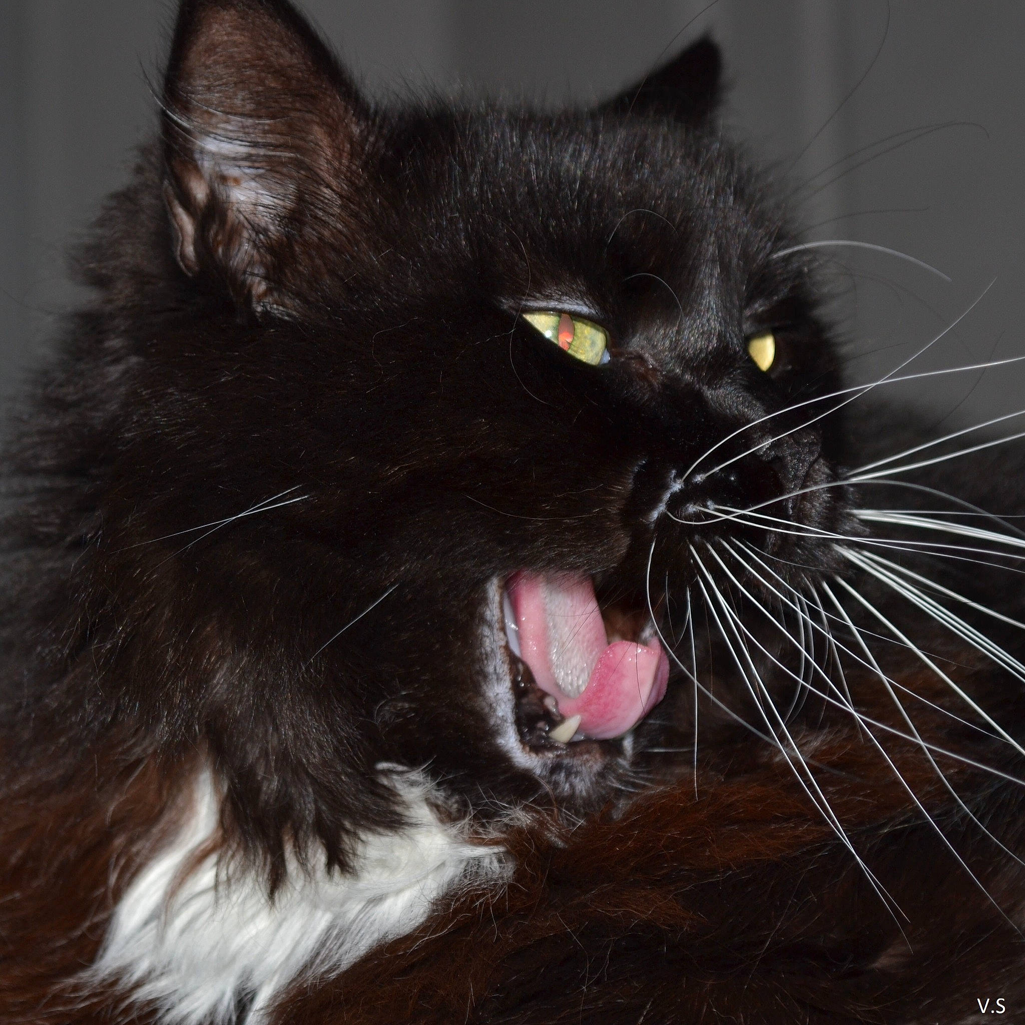 Chocolat a rejoint le concours — aidez-le/la à gagner de superbes lots ! black, black_cat, cat, cat_like_mammal, close_up, domestic_long_haired_cat, domestic_short_haired_cat, eye, facial_expression, fang, fauna, fur, mammal, norwegian_forest_cat, organ, small_to_medium_sized_cats, snout, whiskers, yawn