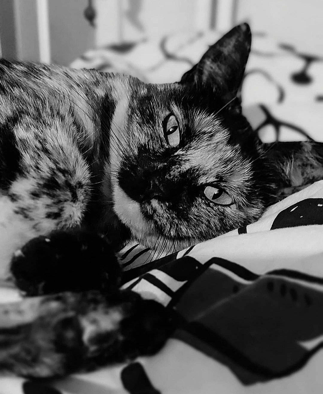 Hanoï participe au concours pour gagner de l'argent avec cette photo : black, black_and_white, carnivore, cat, claw, comfort, domestic_short_haired_cat, ear, felidae, fur, monochrome, monochrome_photography, paw, photography, small_to_medium_sized_cats, snout, stock_photography, style, whiskers, white