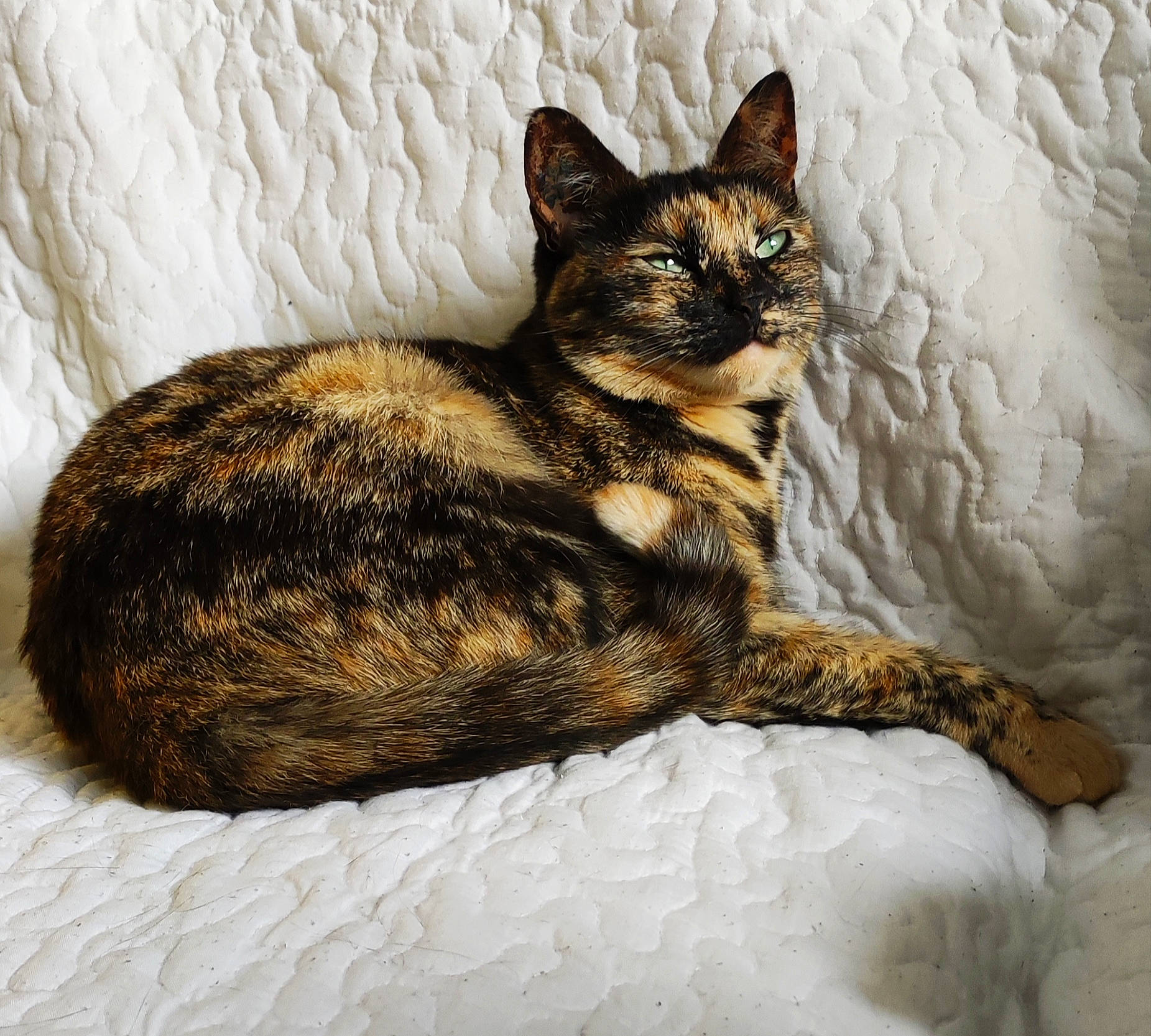 Hanoï a rejoint le concours — aidez-le/la à gagner de superbes lots ! carnivore, cat, cat_supply, claw, comfort, domestic_short_haired_cat, eye, felidae, fur, head, nap, paw, sitting, small_to_medium_sized_cats, snout, tail, terrestrial_animal, tree, whiskers, wildlife