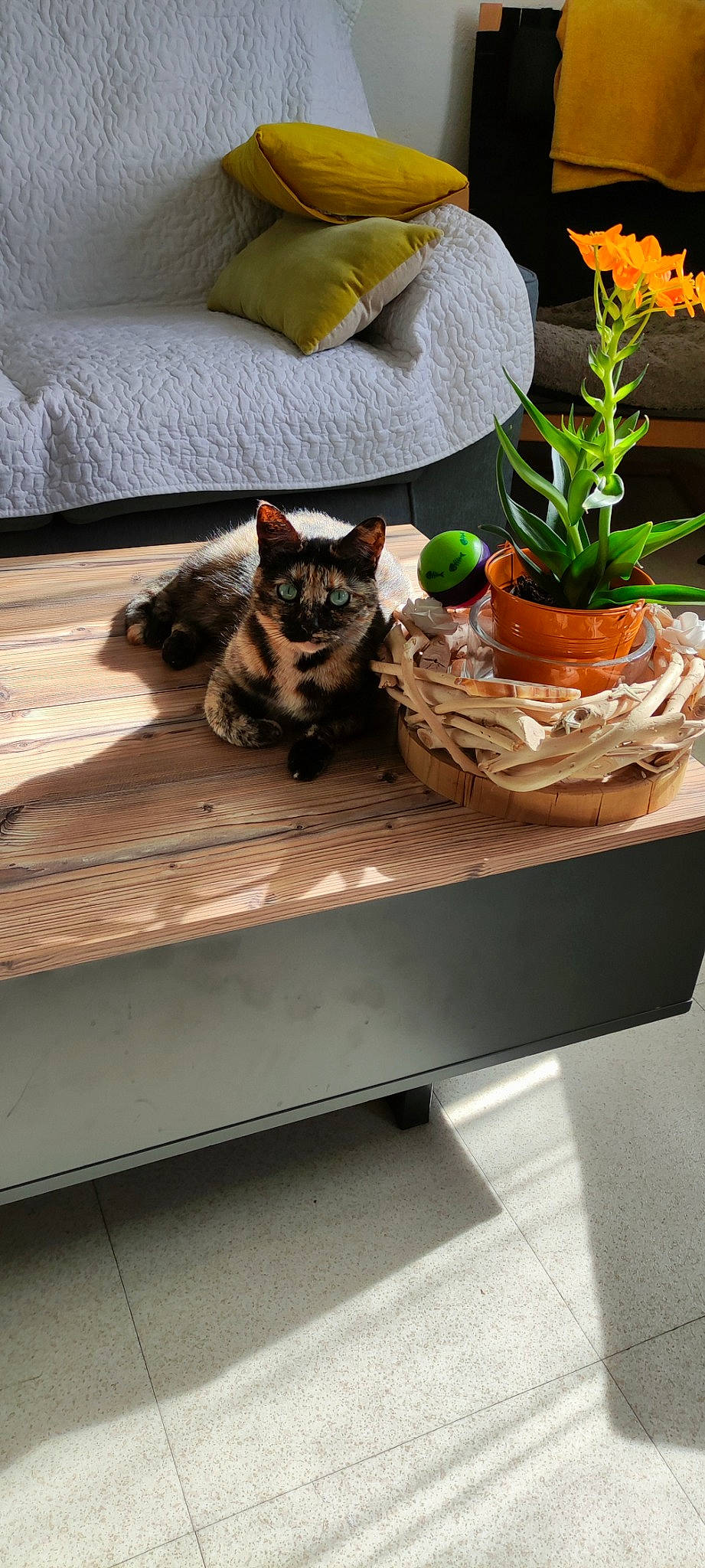 Hanoï participe au concours pour gagner de l'argent avec cette photo : carnivore, cat, comfort, couch, felidae, flooring, flower, flowerpot, grass, grey, hardwood, houseplant, living_room, outdoor_furniture, plant, small_to_medium_sized_cats, table, tableware, tail, wood