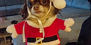 Kenzie participe au concours pour gagner de l'argent avec cette photo : dog, pet, costume, santa_claus, holiday, christmas, living_room, couch, furniture, animal, cute, small_dog, puppy, red, white, fur, indoor, holiday_outfit, ribbon, face