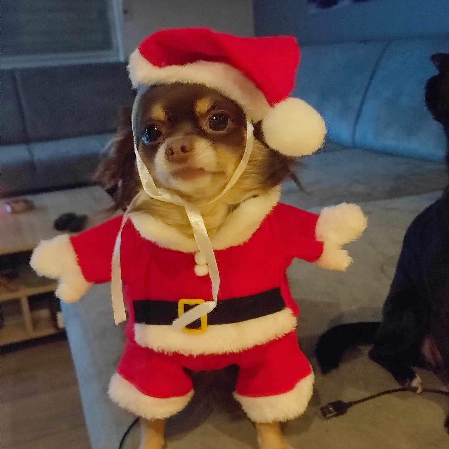 Kenzie participe au concours pour gagner de l'argent avec cette photo : animal, christmas, costume, couch, cute, dog, face, fur, furniture, holiday, holiday_outfit, indoor, living_room, pet, puppy, red, ribbon, santa_claus, small_dog, white
