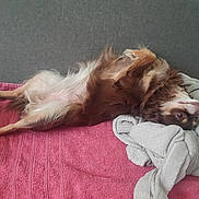 Kenzie participe au concours pour gagner de l'argent avec cette photo : dog, brown, white, fur, lying_down, upside_down, couch, blanket, pink_towel, indoor, relaxed, pet, canine, cozy, fur_texture, resting, animal, companion, home, cute