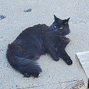 Willow is registered to the contest to win money with this photo: cat, black_cat, outdoor, pavement, grass, green_eyes, animal, pet, feline, fur, relaxed, alert, nature, side_view, whiskers, tail, concrete, daylight, resting, closeup