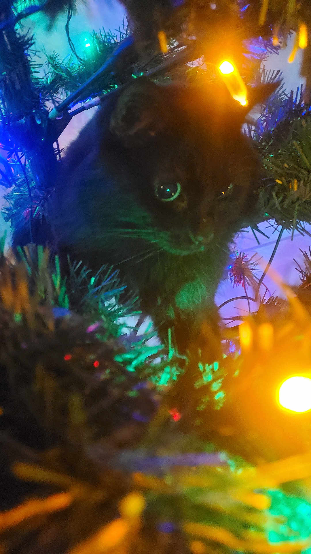 Willow joined the competition — help win amazing prizes! cat, black_cat, christmas_tree, christmas_lights, holiday, festive, decorations, greenery, colorful, animal, pet, indoor, curious, branches, glowing, night, close_up, feline, ornaments, celebration
