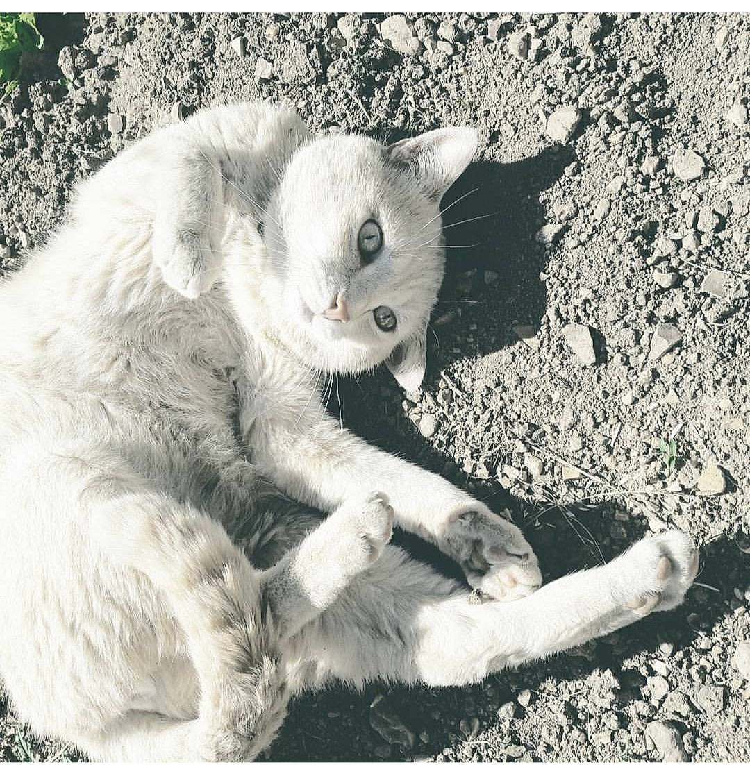 Nougat participe au concours pour gagner de l'argent avec cette photo : asian, black_and_white, british_shorthair, carnivore, cat, domestic_short_haired_cat, ear, european_shorthair, eye, felidae, fur, german_rex, kitten, paw, small_to_medium_sized_cats, snout, whiskers