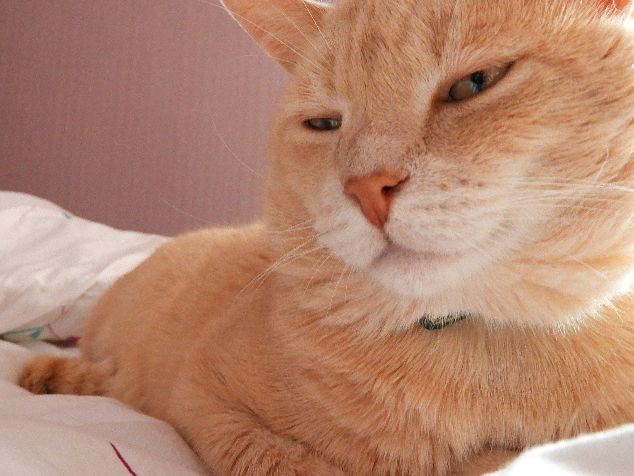 Nougat participe au concours pour gagner de l'argent avec cette photo : aegean_cat, arabian_mau, asian, carnivore, cat, domestic_short_haired_cat, ear, european_shorthair, eye, fawn, felidae, fur, mammal, nose, small_to_medium_sized_cats, snout, turkish_angora, vertebrate, whiskers