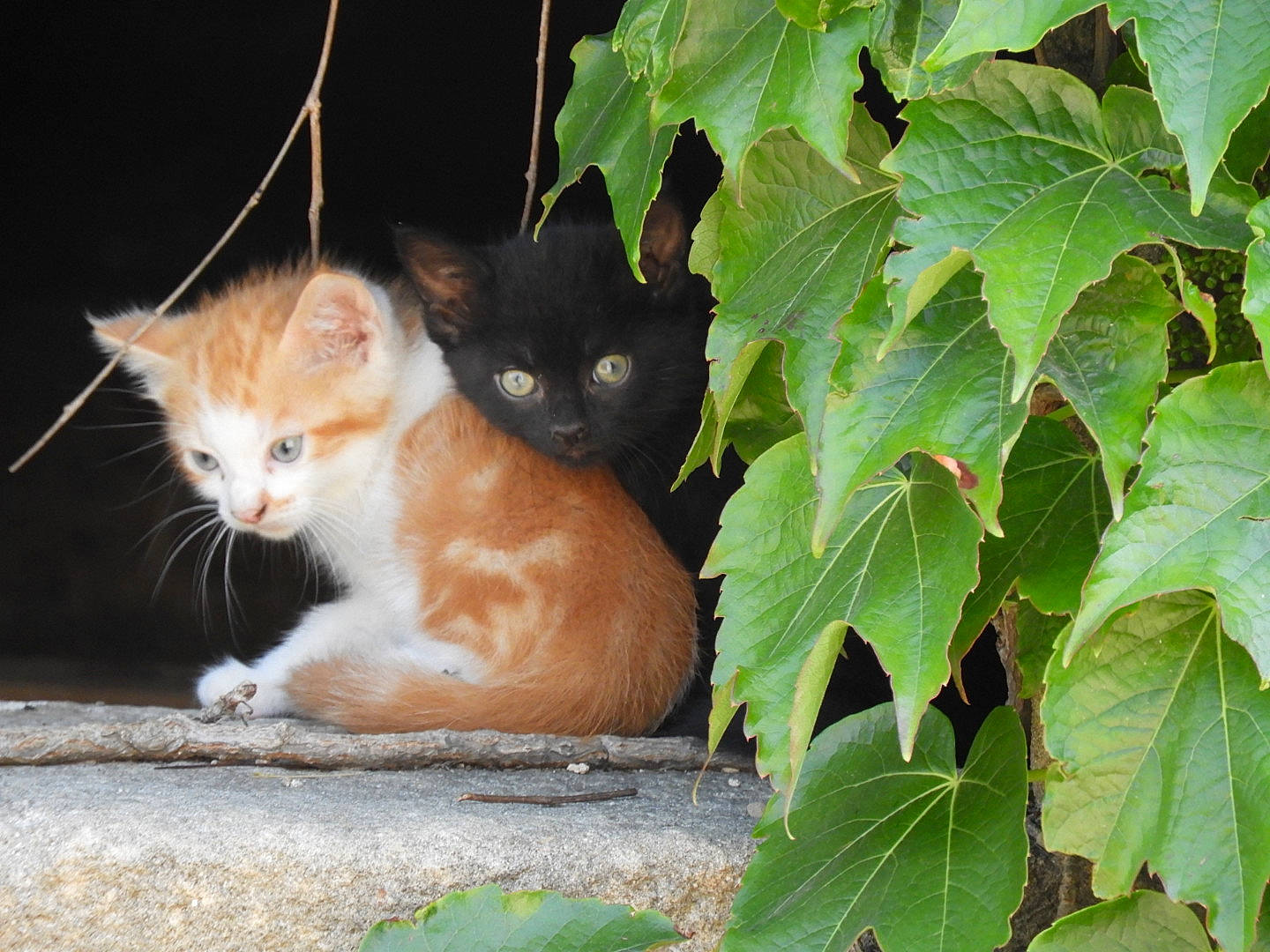 Moumoune a rejoint le concours — aidez-le/la à gagner de superbes lots ! aegean_cat, carnivore, cat, domestic_short_haired_cat, european_shorthair, eye, fawn, felidae, grass, kitten, leaf, norwegian_forest_cat, plant, polydactyl_cat, small_to_medium_sized_cats, tabby_cat, tree, whiskers