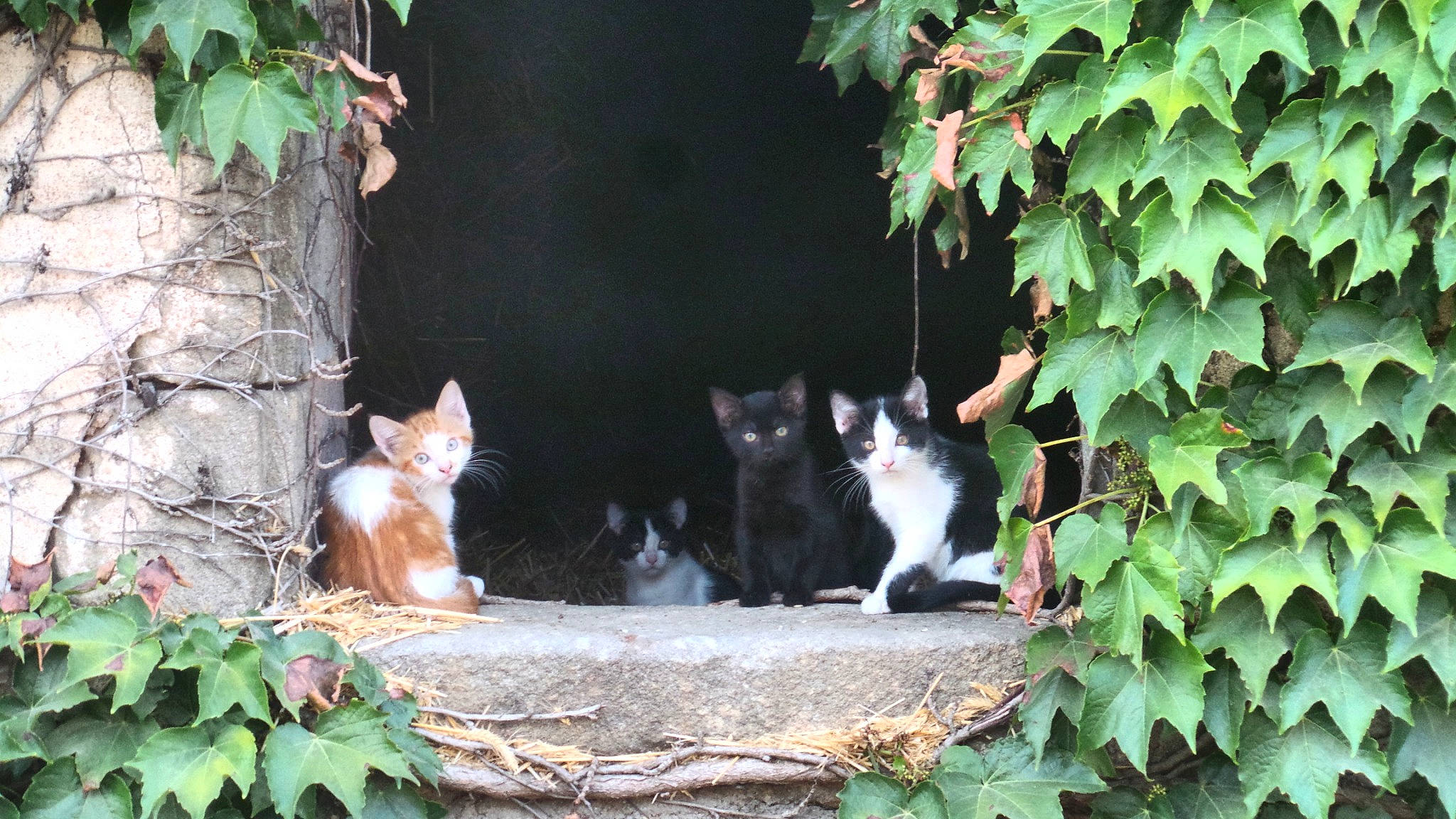 Moumoune participe au concours pour gagner de l'argent avec cette photo : aegean_cat, carnivore, cat, domestic_short_haired_cat, european_shorthair, fawn, felidae, garden, ivy, kitten, leaf, plant, small_to_medium_sized_cats, tail, tree, whiskers