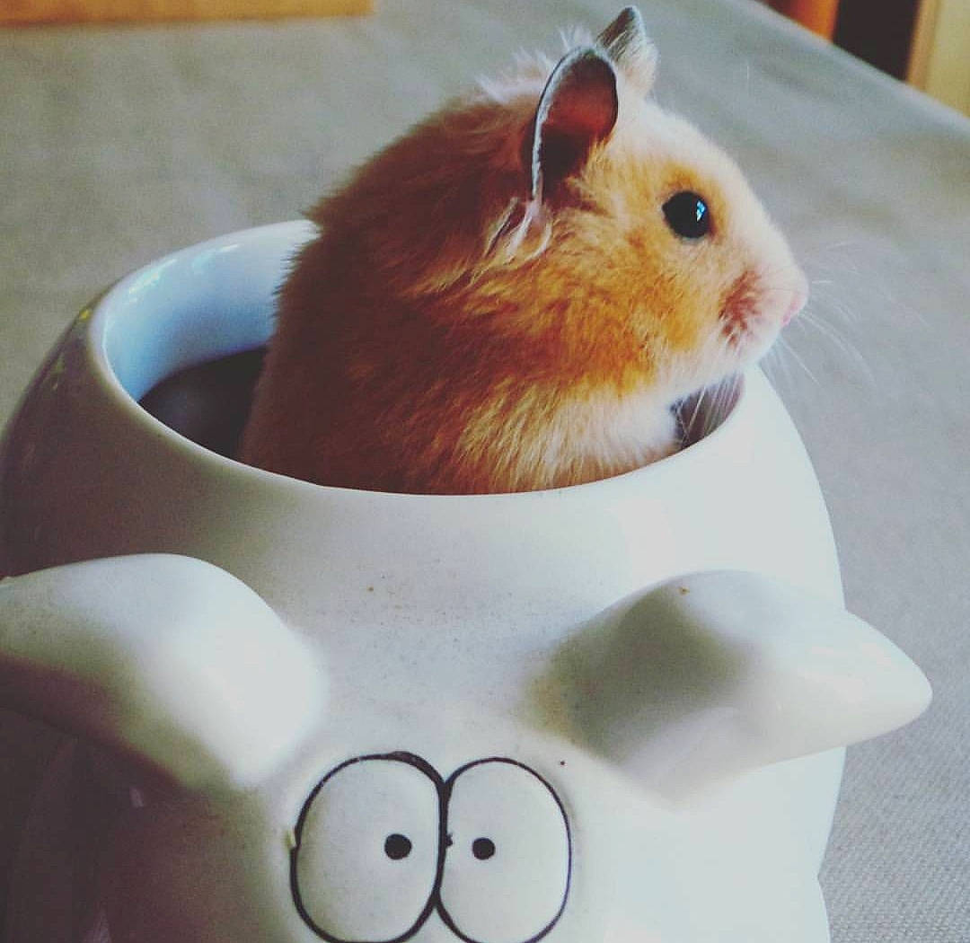 Kiwi participe au concours pour gagner de l'argent avec cette photo : cup, ear, fawn, fur, gerbil, guinea_pig, hamster, mouse, muridae, muroidea, rat, rodent, tableware, whiskers